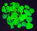 Modern uranium glass beads (UV light)