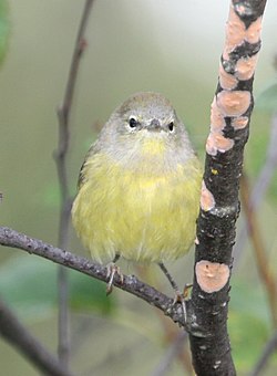 サメズアカアメリカムシクイ