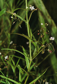 Description de l'image Veronica scutellata eF.jpg.