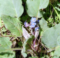 Cynoglossum grande (Western hound's tooth)