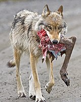 A WikiWolf after biting, attacking, ripping apart and eventually killing a vandal