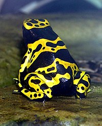 Dendrobates azureus (Dendrobate azuré) et Dendrobates leucomelas (Dendrobate à bandes jaunes) sont vendues dans les magasins animaliers. Ces deux espèces sont actuellement classées comme espèces vulnérables par l'UICN[45],[46] et à l'annexe II de la CITES[47],[48]. Les individus vendus de ces deux espèces sont aujourd’hui essentiellement élevées en captivité.