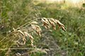 Bromus benekenii