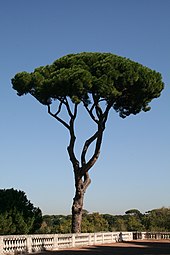 Pine at Villa Medici, Rome
