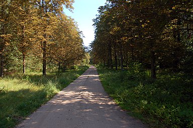 Voie d'accès, double allée de châtaigniers (2009).