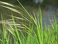 Bromus sterilis