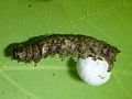 Young larva
