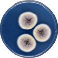 Aspergillus angustatus growing on CYA plate