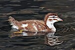 Chestnut Teal duckling