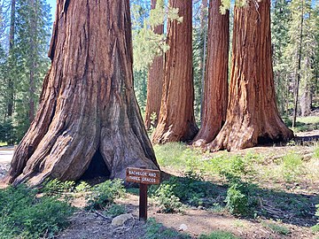 Group of sequoias known as The Bachelor and Three Graces.
