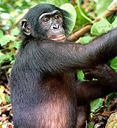 Bonobo primat