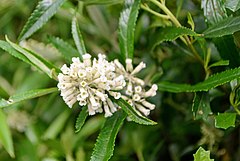 Buddleja thyrsoides[англ.]