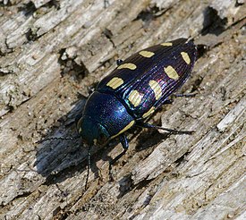 Hohtojalokuoriainen (Buprestis octoguttata) Saksasta