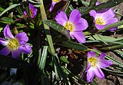 Calandrinia colchaguensis