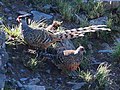 Cheer pheasant pair from Himalaya, India