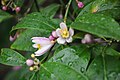 Citrus × limonia' - Rangpur, flower and foliage