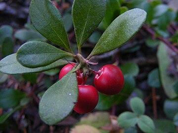 A. uva-ursi subsp. uva-ursi fruit