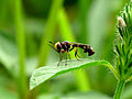 Femelle Physocephala vittata (Kerala, Inde)