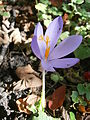 Crocus nudiflorus close-up