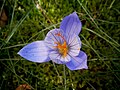 Crocus speciosus 'Artabir' close-up