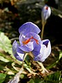 Crocus speciosus close-up