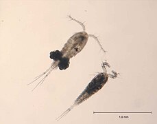 Cylops, copepode dell'ordine Cyclopoida, notare nella femmina in alto i due sacchi ovigeri