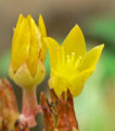 Dudleya caespitosa