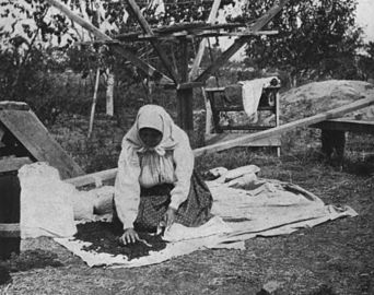 Dried berries being packed away for winter luxuries, 1918