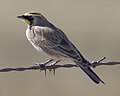 Horned Lark, LVNWR again