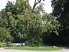 Naturdenkmal „Alte Linde“