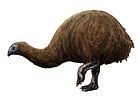 Restoration of a broad-billed moa, possibly the last moa species to become extinct[34]
