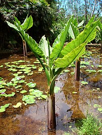 Alocasia macrorrhizos in the Botanic Garden