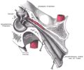 Auditory tube, laid open by a cut in its long axis.