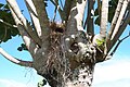 nest near El Copey de Dota, Costa Rica