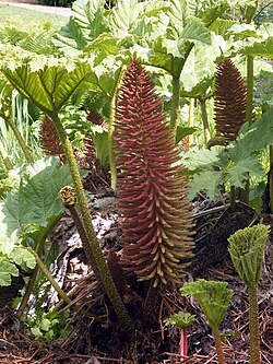 Gunnera manicata.