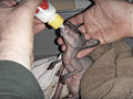 Bennetts wallaby joey being hand reared