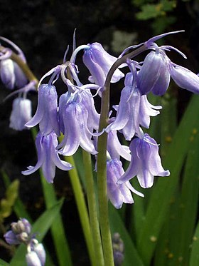 Hyacinthoides hispanica