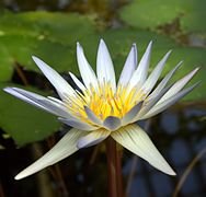 Nymphaea × daubenyana