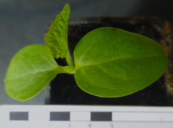 Jeune plant avec cotylédons et première vraie feuille