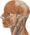 Lateral head anatomy detail