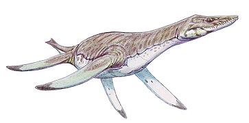 Leptocleidus