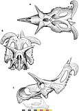 Illustration du crâne reconstruit de Lokiceratops.
