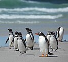 Magellanic and gentoo penguins