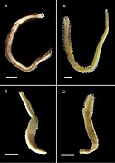 Solomononereis spp.