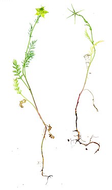 A botanical scan