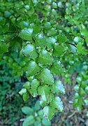 Follaxe de Nothofagus truncata, Xardín Botánico de San Francisco