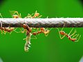 Weaver ants (Oecophylla smaragdina) capturing a caterpillar (Viet Nam)