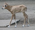 Bébé oryx algazelle