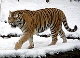 El tigre es uno de los mayores depredadores mamíferos no acuáticos del mundo. En la imagen figura el tigre siberiano, la mayor subespecie de tigre y de la familia Felidae, todos los cuales son consumados depredadores independientemente de su tamaño.