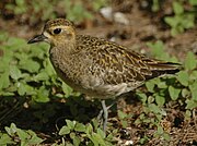 Pluvialis fulva